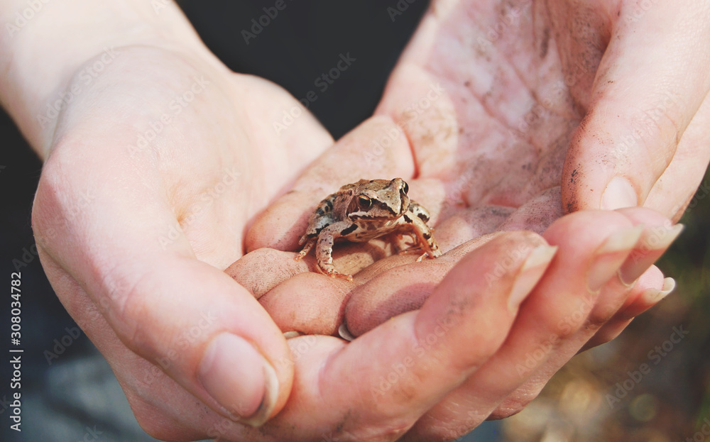 A person holds a little cute forest frog in her hand. Friendship between man and wild animal.  Protecton and care about nature.