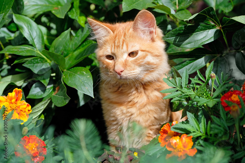 Red cat sitting alone in green grass