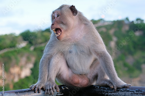Screaming monkey sitting behind the blur background © OLGA