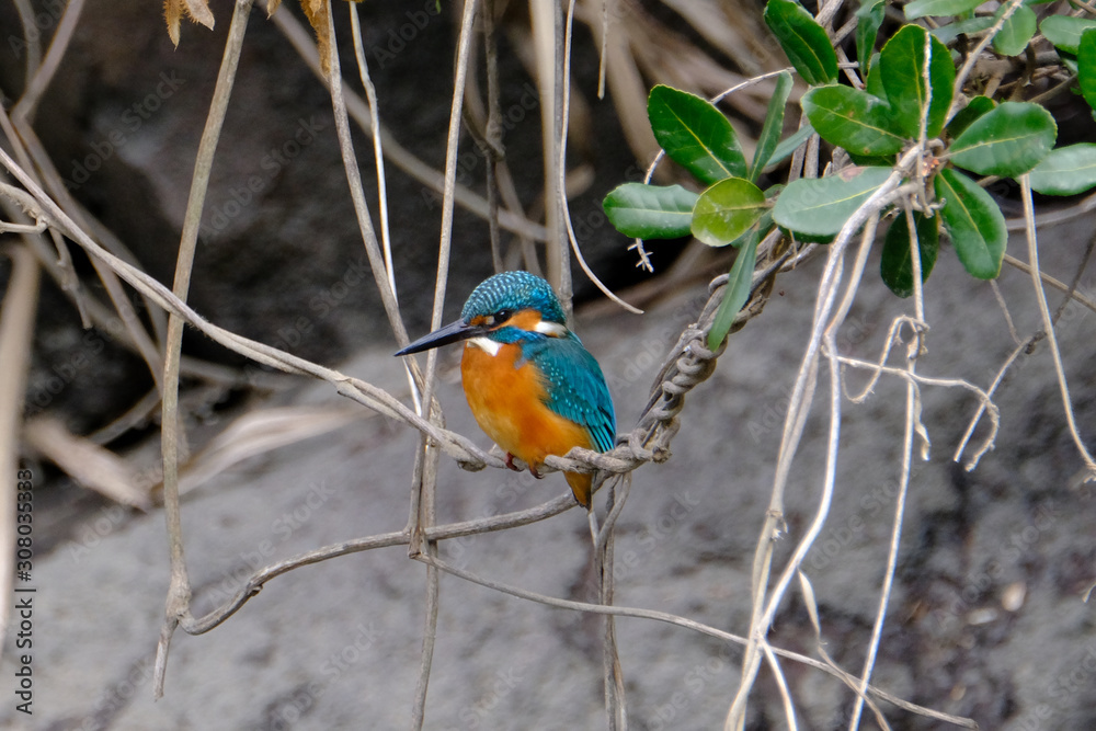 kingfisher in forest kingfisher in forest