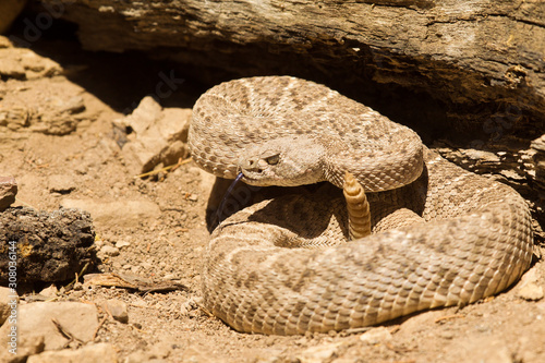 Western Diamondback Rattlesnake in Arizona photo