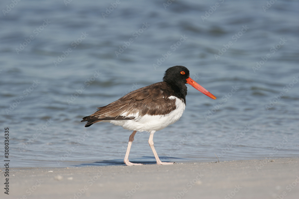 American Oystercatcher on a Florida Beach American Oystercatcher on a Florida Beach