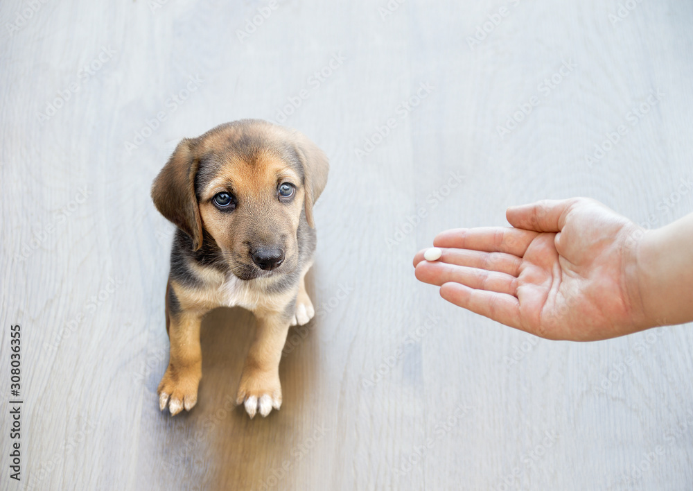 Pet owner's hand reaching out to give his dog a pill / tablet.