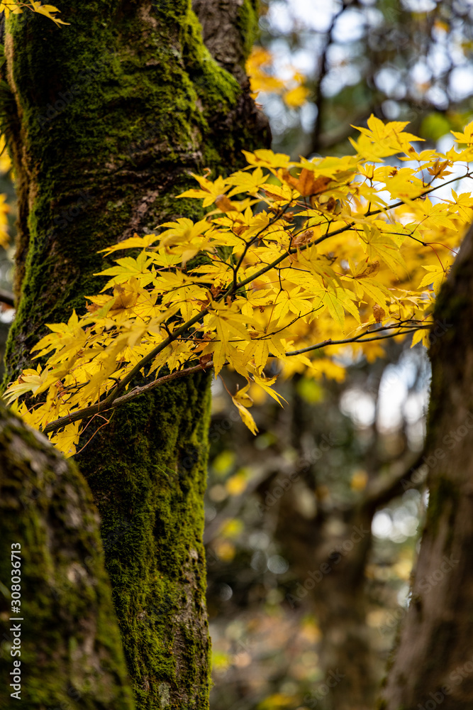 Red and yellow autumn leaves during Fall season