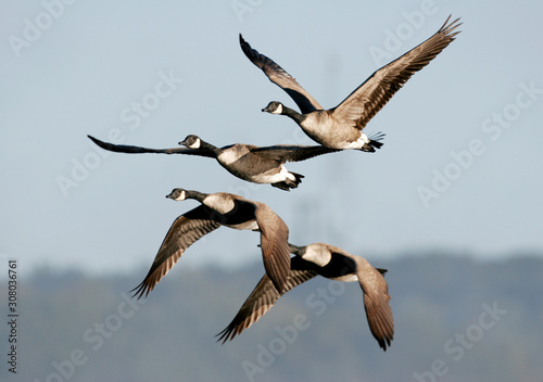 Obraz na płótnie Canada geese migrating in the Fall of the year