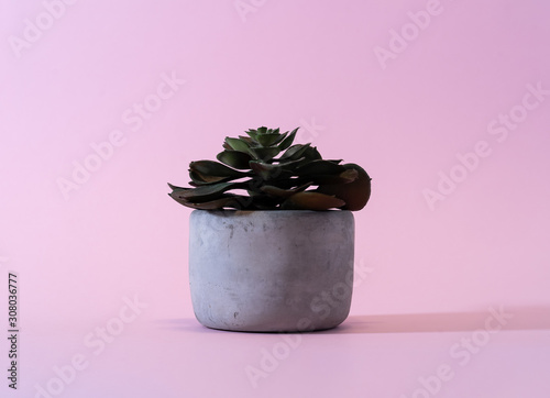 Plant in concrete pot