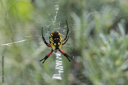 Large female Milk or Garden Spider