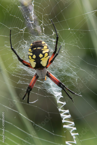 Large female Milk or Garden Spider