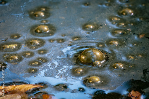 Golden bubbles of sludge gas on a swamp photo