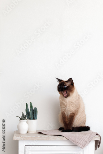 Siamese cat sits on a table with cacti on a white background © finix_observer