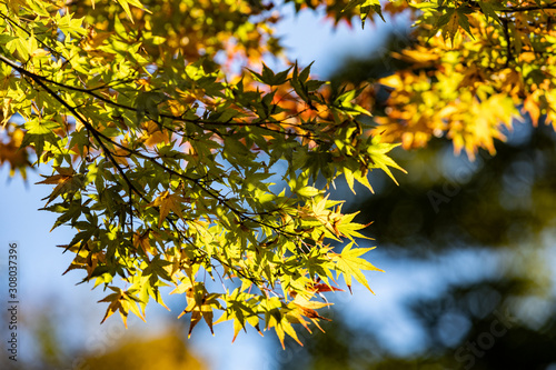 Colorful maple branch with bright color leaves during Autumn in Japan
