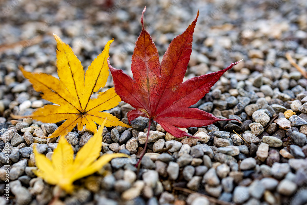Red and yellow autumn leaves during Fall season Red and yellow autumn leaves during Fall season