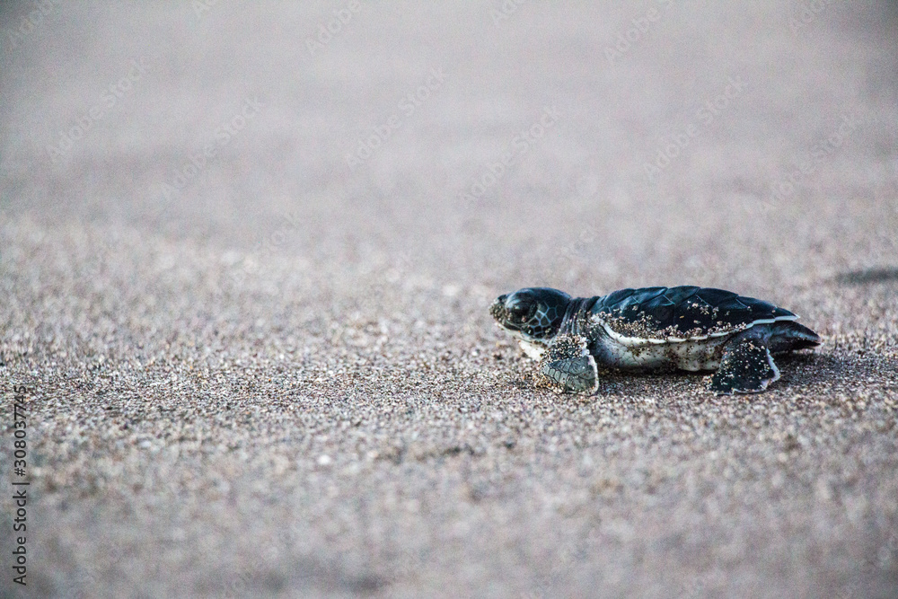 Tortuga Prieta Tortuga Prieta