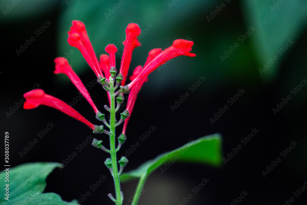 Scutellaria ventenatii Helmkraut Scutellaria ventenatii Helmkraut