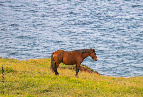 Wild horse along the coasts of Easter Island, Chile
