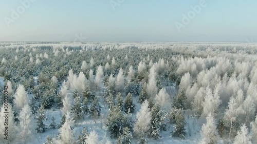 Aerial Top Forward Flyover Shot of Winter Spruce and Pine Forest. Trees Covered with Snow,