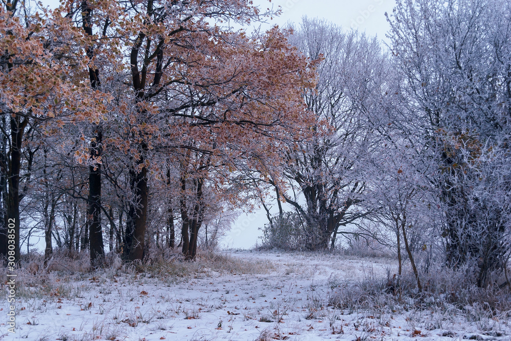 Fototapeta Zimowy krajobraz Podlasia, Polska