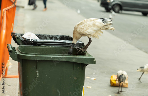 white ibis bird eating food from rubbish on floor around bins in Sydney city, Australia