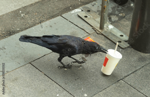 black crow and raven bird eating food from rubbish on floor in Sydney, Australia