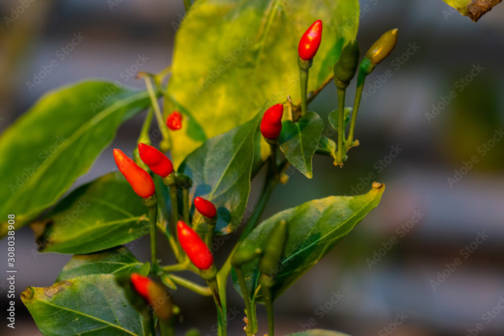 Chilli Cayennepfeffer Capsicus frutescens