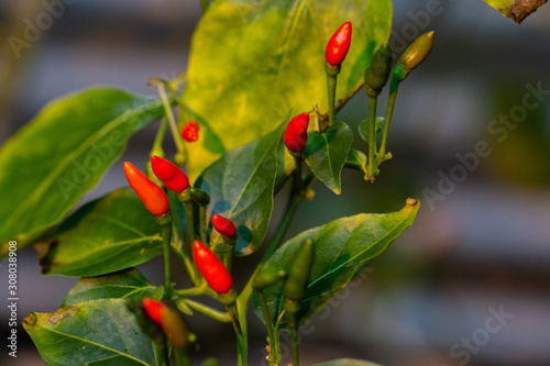 Obraz na płótnie Chilli Cayennepfeffer Capsicus frutescens w salonie