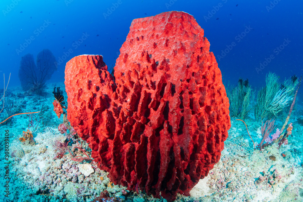 A large Sea Sponge on a deep tropical coral reef A large Sea Sponge on a deep tropical coral reef