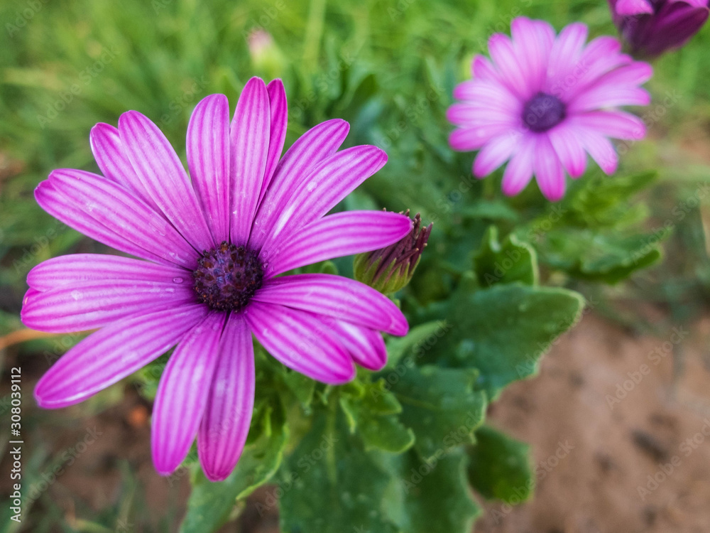 Obraz premium Purple flowers of african daisy. Purple Osteospermum flower