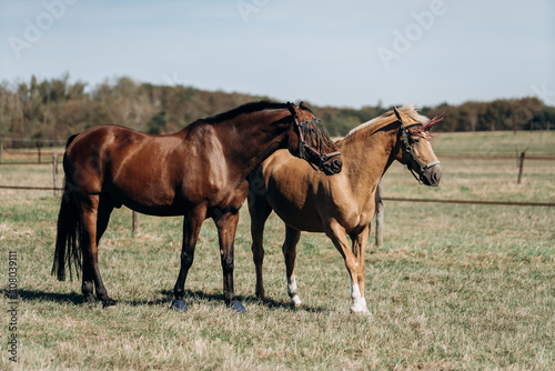 Horse farm. Horses on a horse farm. Horses graze on a horse farm. © EwaStudio