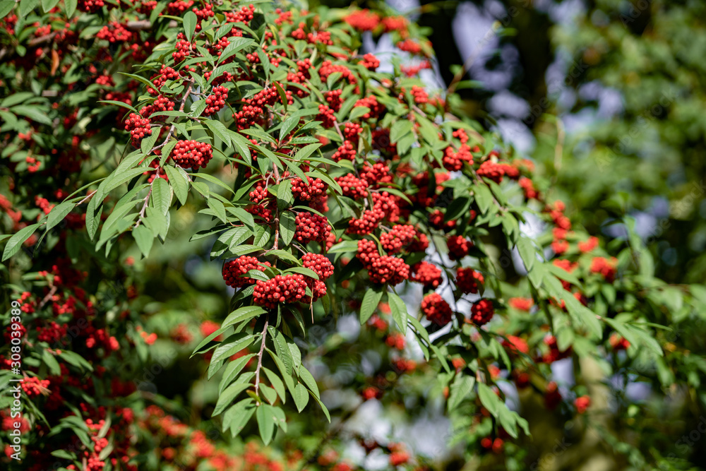 Common red elderberry, red-berried elder berries on the branch in the garden. Red elder on the branches in the garden. Red elder on the branches close up Common red elderberry, red-berried elder berries on the branch in the garden. Red elder on the branches in the garden. Red elder on the branches close up