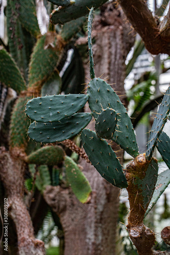 Feigenkaktus Opuntia bergeriana photo