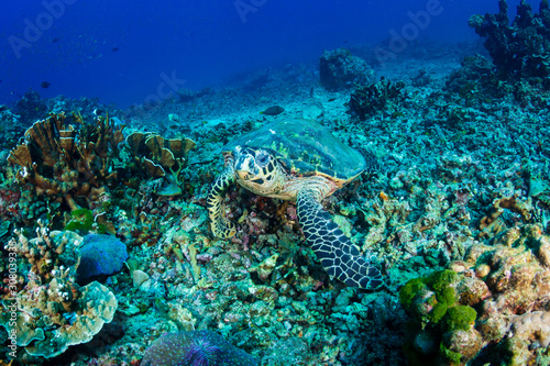 Hawksbill Sea Turtle feeding on a hard coral reef © whitcomberd