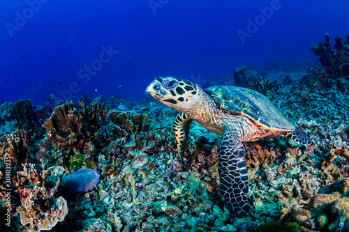 Hawksbill Sea Turtle feeding on a hard coral reef © whitcomberd