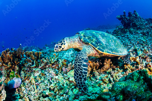 Hawksbill Sea Turtle feeding on a hard coral reef