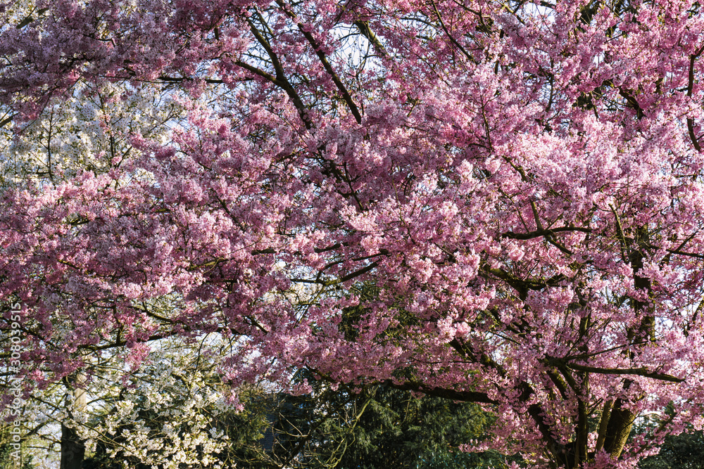Cherry Blossom Path in a Tranquil Garden Cherry Blossom Path in a Tranquil Garden