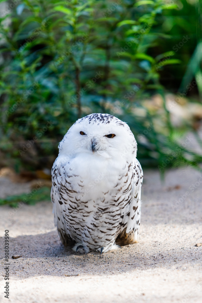 Fototapeta premium portrait of a beautiful snow owl. Bubo scandiacus.