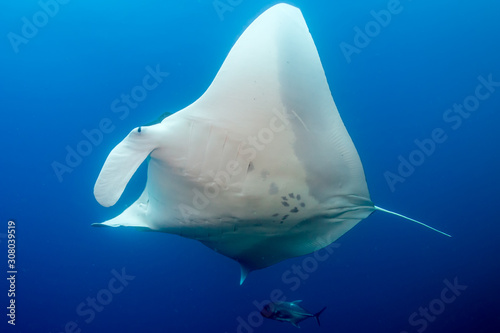 Huge Oceanic Manta Ray in a blue  tropical ocean  Andaman Sea 