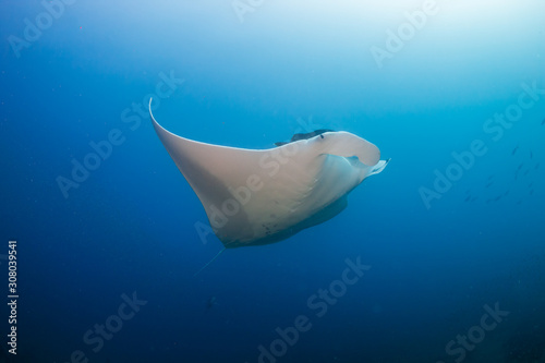 Oceanic Manta Ray  Mobula birostris  in a blue  tropical ocean  Koh Bon  Thailand 