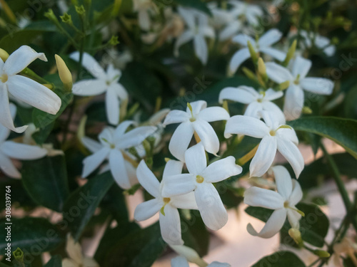 Flowers of white jasmine. Jasminum polyanthum flowers