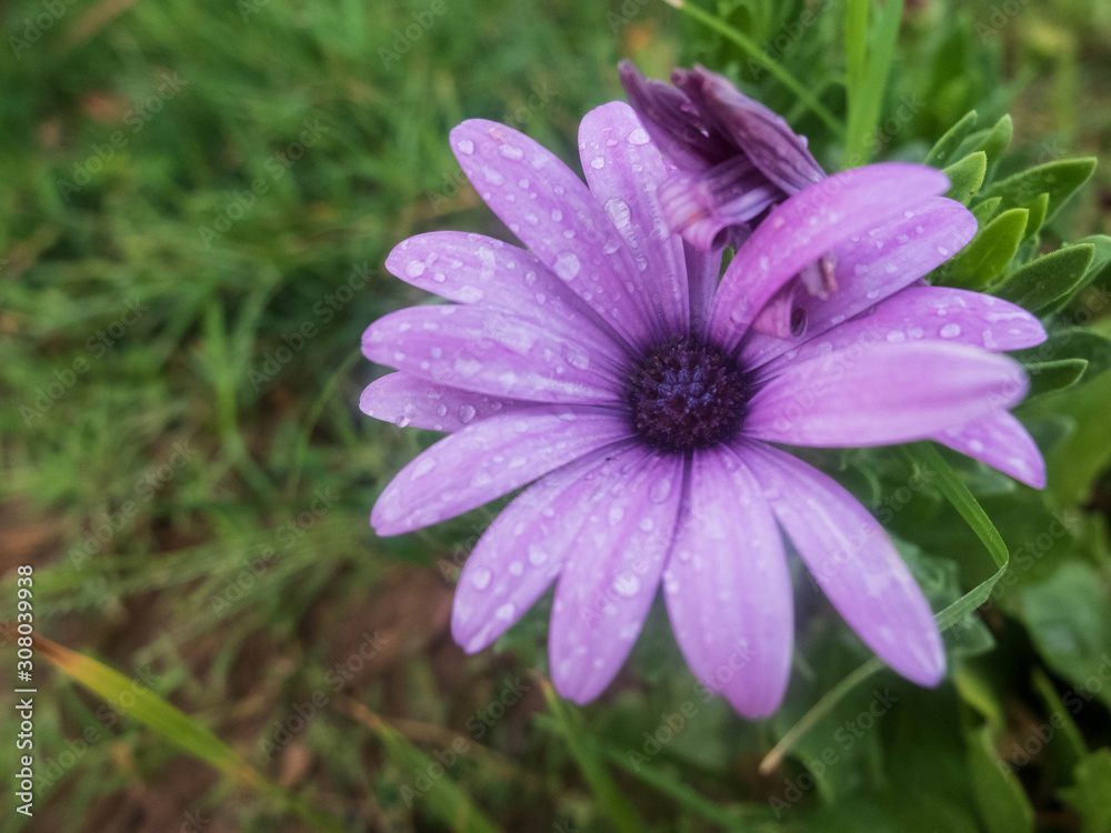 Purple flowers of african daisy. Purple Osteospermum flower Purple flowers of african daisy. Purple Osteospermum flower