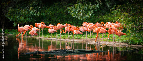 Obraz na płótnie wyspa natura flamingo park