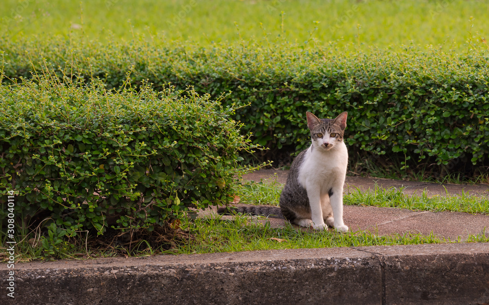 Cat in Lumphini park, bangkok. Lot of cats lives there,  together of more animal.