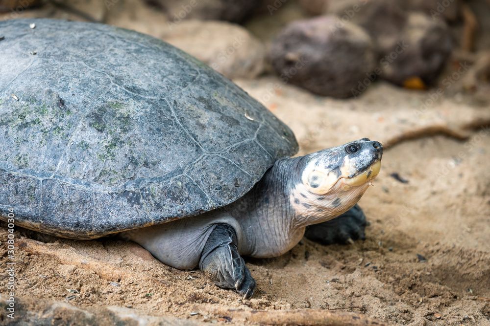 Portrait of the turtle on the sandy beach. Sea Turtle Portrait of the turtle on the sandy beach. Sea Turtle
