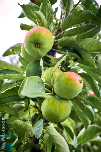 ripe apples on a branch with green leaves