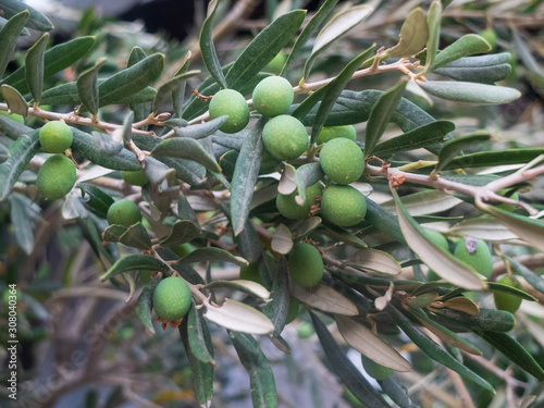 Green olive berries and leaves on the olive tree