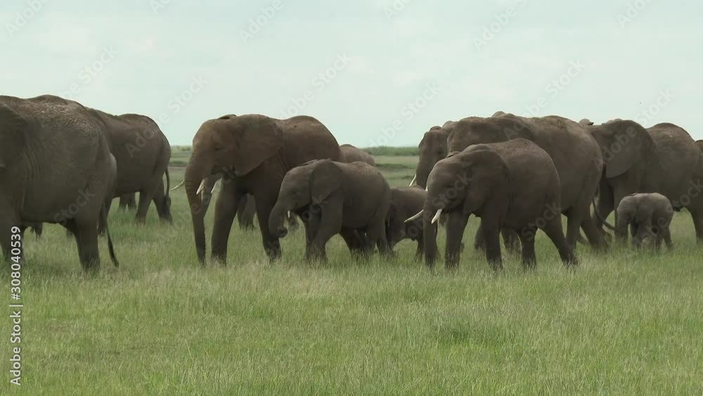 Family of African Elephant (Loxodonta africana) walking together through the grasslands, Bull following them Amboseli N.P. Kenya. Family of African Elephant (Loxodonta africana) walking together through the grasslands, Bull following them Amboseli N.P. Kenya.