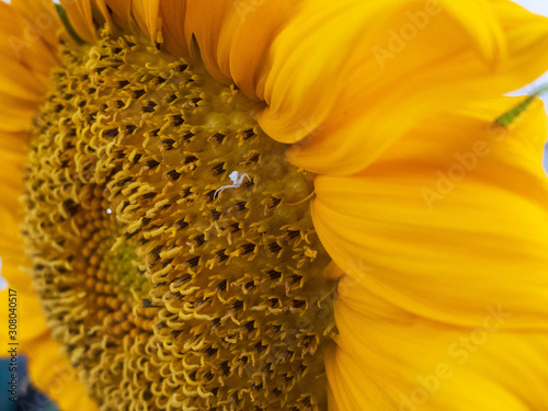 Close-up of little white spider on the yellow sunflower