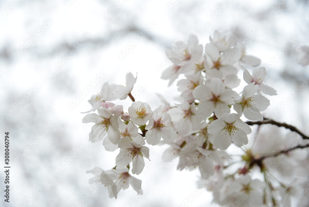 日本の春 桜 Cherry Blossom 日本の春 桜 Cherry Blossom