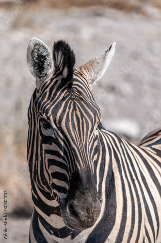 Closeup of the head of a Burchell s Plains zebra -Equus quagga burchelli- in Etosha National Park  Namibia.