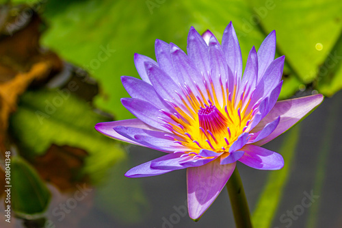 A beautiful purple yellow lotus or water lily, Sir Seewoosagur Ramgoolam Botanical Garden, Mauritius.