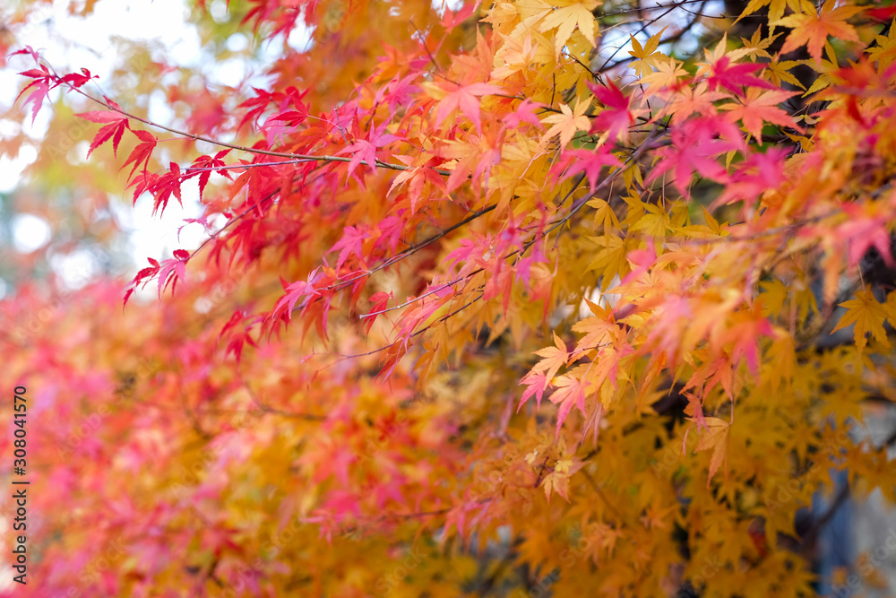 selective focus of colour full leaves in the forest. selective focus of colour full leaves in the forest.